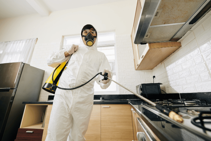 Rayap di Area Dapur Ini Cara Penanganan Aman